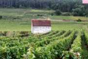 A wine tour- passing through Chambertain Clos de Beze- Burgundy, France