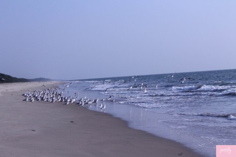 Seagulls take flight in the deserted Bekal fort beach