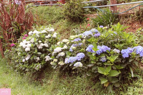 Wild Hydrangeas lined on  public roads add a charm to the town