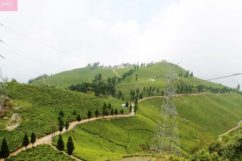 A panoramic view of the Tea estates of Gopaldhara