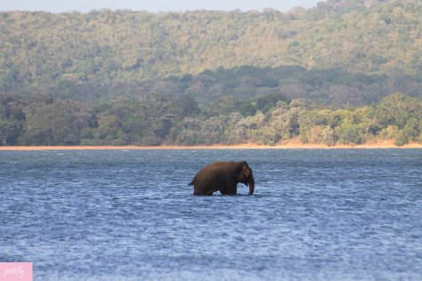 An elephant swimming in the lake