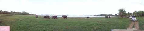 Panoramic shot of a herd of elephants in Minneriya National Park