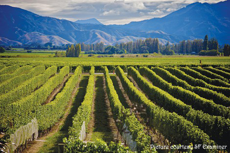 The famed vineyards of New Zealand: Marlborough 