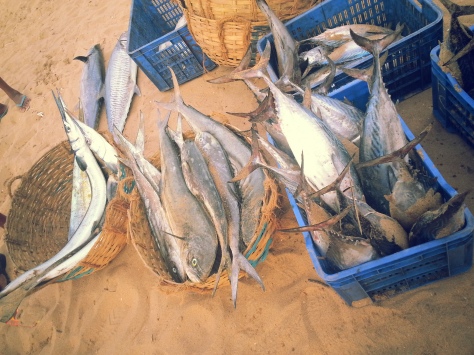 Live auction of fish in Chavakkad beach