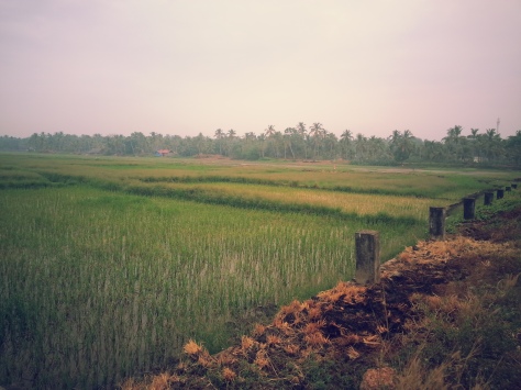 Scenic walk through paddy fields