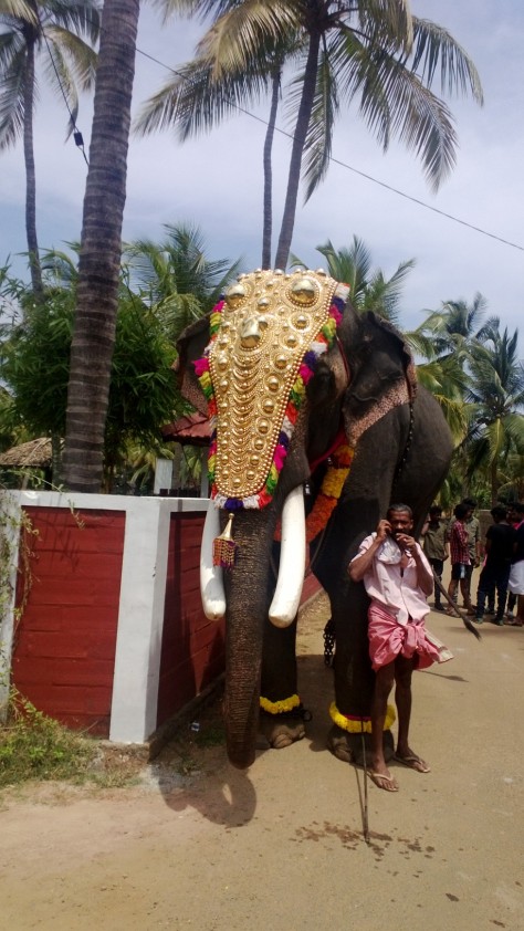 An elephant all decked up to mark the festivities of Shivaratri